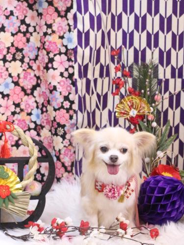 20250119チャッピーちゃん